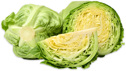 Repollo
