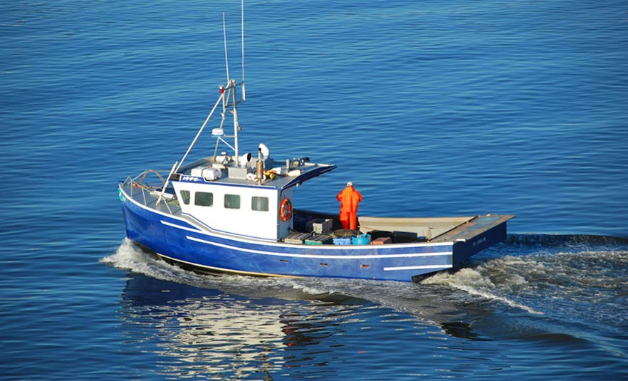bacalao