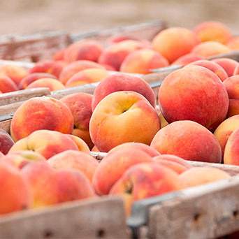 Fruta