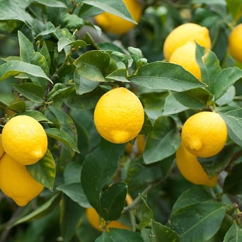 Conoce la fruta de las Islas Baleares