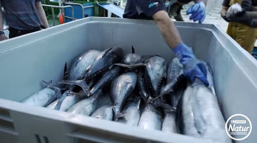 Nosotros también apostamos por la pesca sostenible en Arrain Azoka 2019