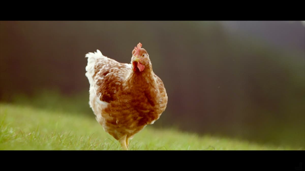 Pollo campero EROSKI Natur, nacido y criado en Euskadi