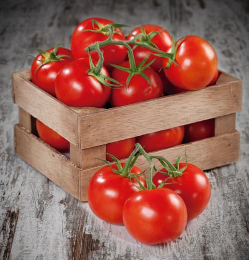 500 x 62216-tomate