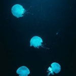 medusas luminiscentes