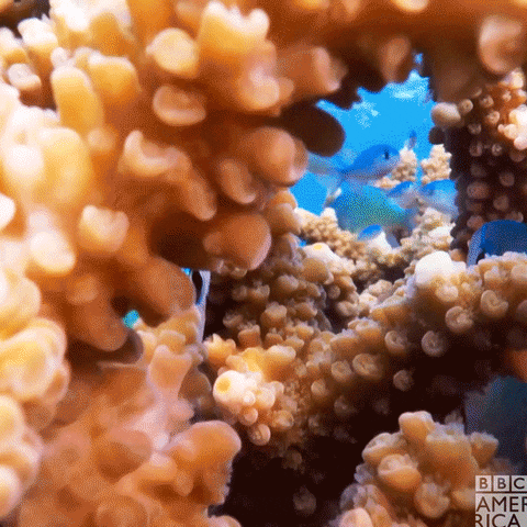 Peces en coral