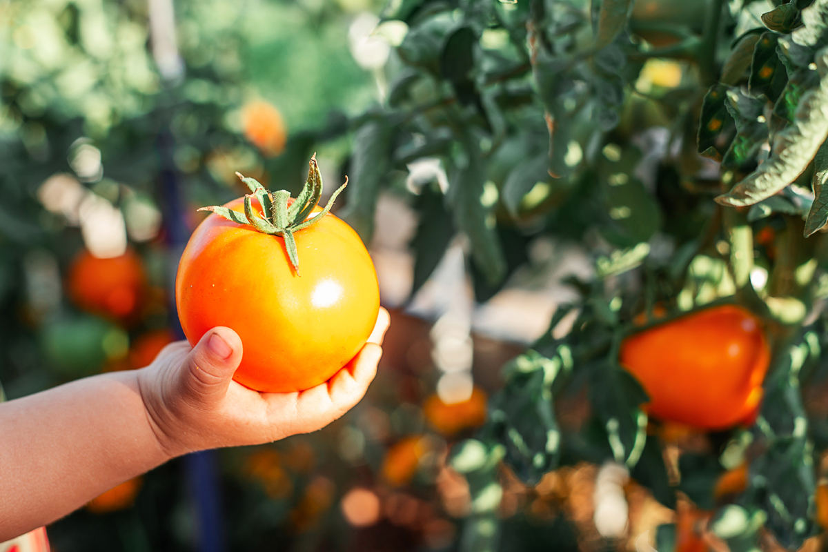 Niño con tomate local