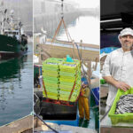 Así se pesca la anchoa del Cantábrico